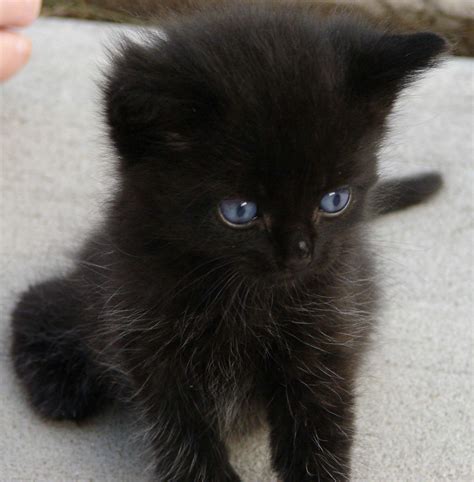 black kitten pictures|cutest black kittens ever.